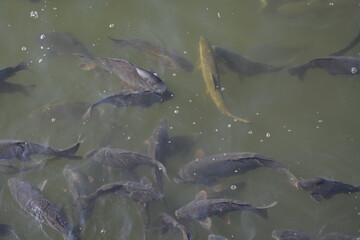 Fototapeta premium Fishes in the lake water