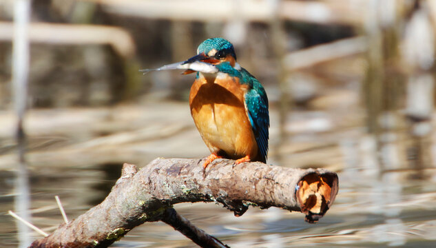 A Common Kingfisher (alcedo atthis) in the Reed