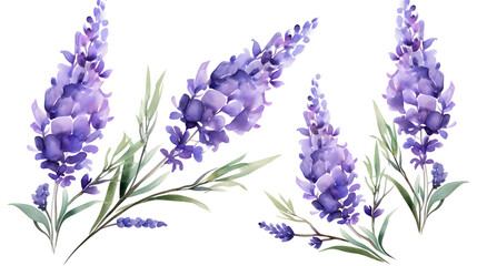 Lavender flowers