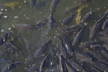 Fishes in the lake water