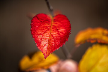 macro shot of a leaf looking like a heart