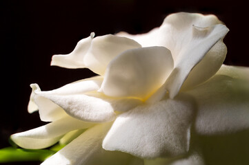 A white gardenia flower macro shot