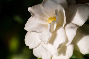 A white gardenia flower macro shot