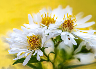 Obraz premium Glowing white flowers with a yellow background chamomile daisy