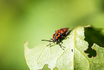 Ladybird Resting on a Small Leaf macro