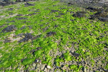 Scenic view of green algae on the beach of ile-aux-Moines, Brittany