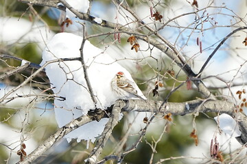 枝にとまるベニヒワ