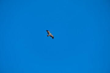 Hieraetus pennatus. Booted Eagle in flight with blue sky with clouds in the background.