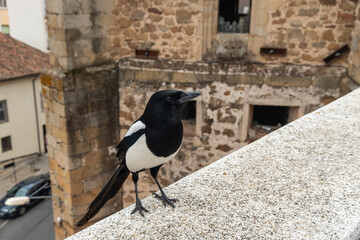 Smart eurasian magpie (Pica pica) posando para la camara en una cornisa de piedra. Young beautiful...