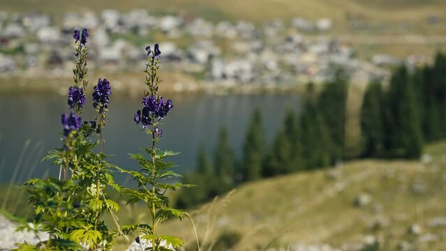 Focus Shifting From the Village on the Lake to the Monkshood Delphinium Flower