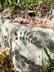 岩に映る葉のシルエット