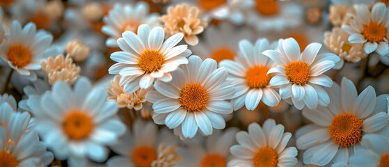 Fototapeta premium Seamless background filled with blossoming daisies, nature's spring signature.