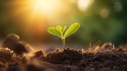Tuinposter Young plant growing in soil against sunny background Agriculture Plant growth Generative AI © SazzadurRahaman