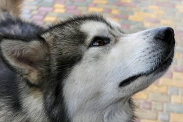 Close-up portrait of a Malamute dog.