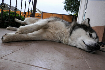 A Malamute dog lies on the threshold of a house.