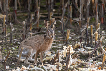 Hase im Stoppelfeld