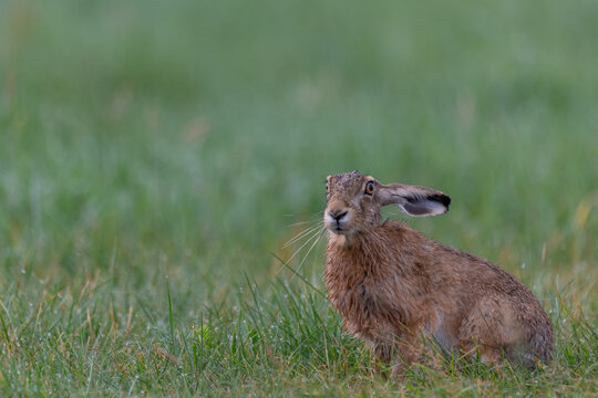 Hase im Feld