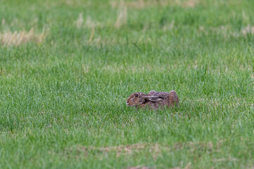 Hase im Feld