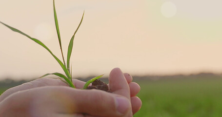 Close up of man hands holding young plant in soil. Selective focus.
