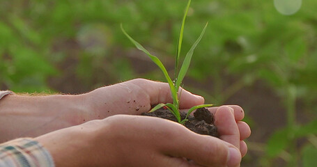 Hands holding a young seedling in the ground. Close-up.
