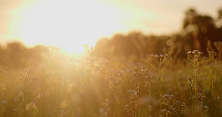 Wildflowers in a meadow at sunset. Nature composition.