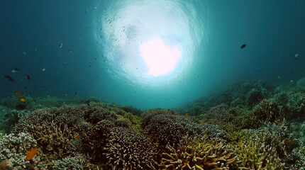 Fototapeta na wymiar Underwater background scene, diverse coral reef with fishes of underwater world.