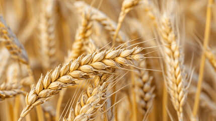 Golden Harvest: Closeup of Organic Wheat Grains