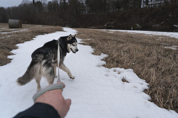 Walking a husky dog ​​on a leash in the park on a winter day.