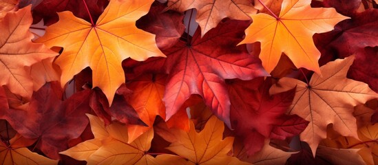 Naklejka na ściany i meble Autumn Maple Leaves in Vibrant Fall Colors