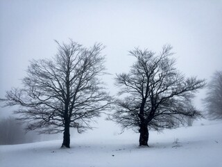 Fototapeta na wymiar tree in snow