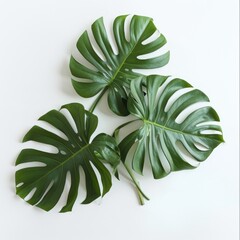 Beautiful Tropical Monstera leaf isolated on white background