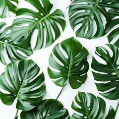 Beautiful Tropical Monstera leaf isolated on white background