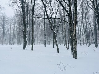 Winter landscape, trees in the snowy park, natural winter background