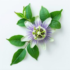 Passiflora flower with leaves isolated on white background
