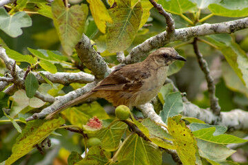 Bird of the species Mimus saturninus, commonly known as Chalk-browed mockingbird perched on a branch of a fig tree.