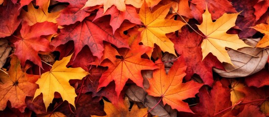Naklejka na ściany i meble Autumn Maple Leaves Background