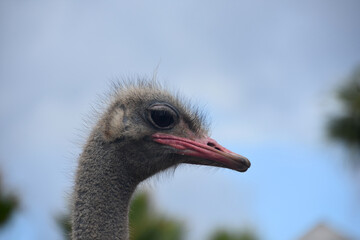 Fototapeta premium Red Beak on a Gray Feathered Ostrich
