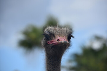Pink Beak on a Gray Ostrich Bird
