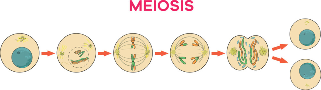 Meiosis stages to be used in science and biology lessons.