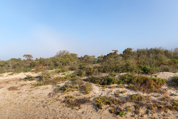 Sand dunes and sea ​​buckthorn in the bay of Somme