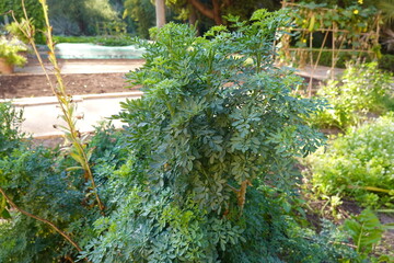giant rue plant in the vegetable garden. medicinal plant. cultivation of rue in the garden