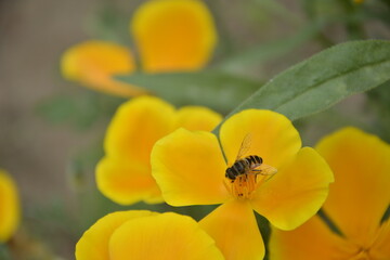 Flowers and its color and honeybee