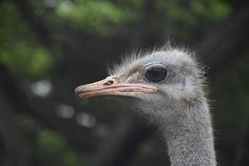 Ostrich Head Profile with a Pink Bill in the Wild