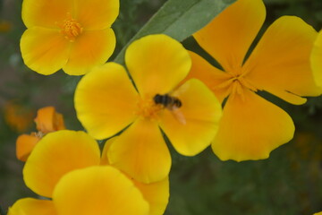 Flowers and its color and honeybee