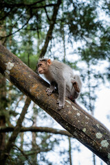 a monkey sitting on a tree limb
