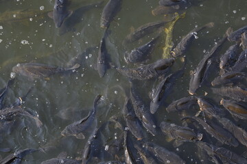 Fishes in the Lake