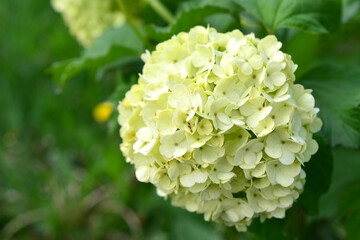 flower head of blooming hydrangea isolated close up