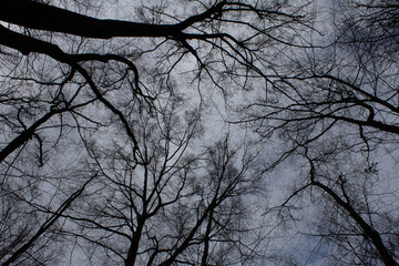 A barren cluster of trees, their branches naked and devoid of foliage, standing stark against the sky.