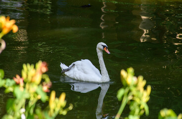 Swan reflection in green pond in park