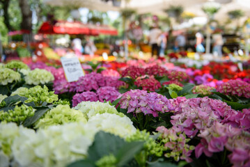 Colorful varieties of Hydrangea or hortensia flowers for sale outdoor